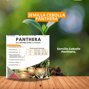 SEMILLA DE CEBOLLA PANTHERA