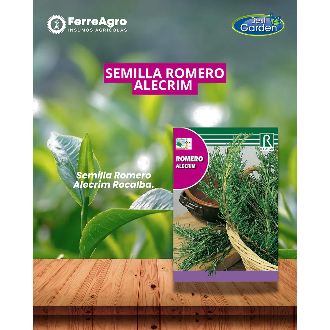 ROCALBA SEMILLA ROMERO 1