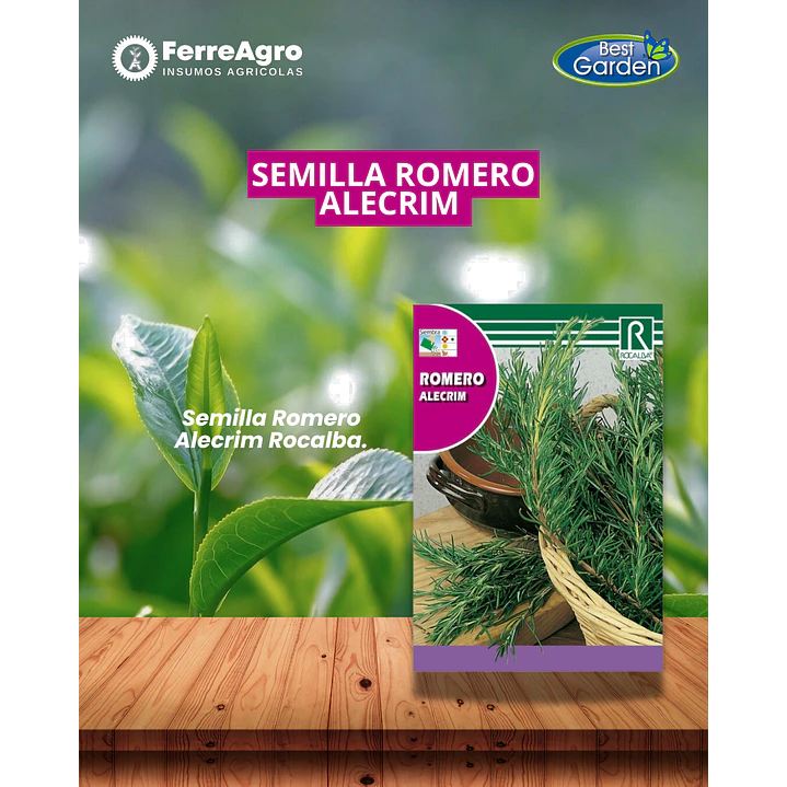 ROCALBA SEMILLA ROMERO 1
