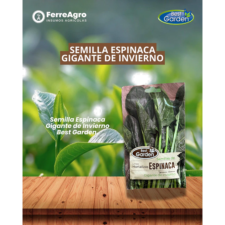SEMILLA ESPINACA (GIGANTE DE INVIERNO)5 GRS /BEST GARDEN  1