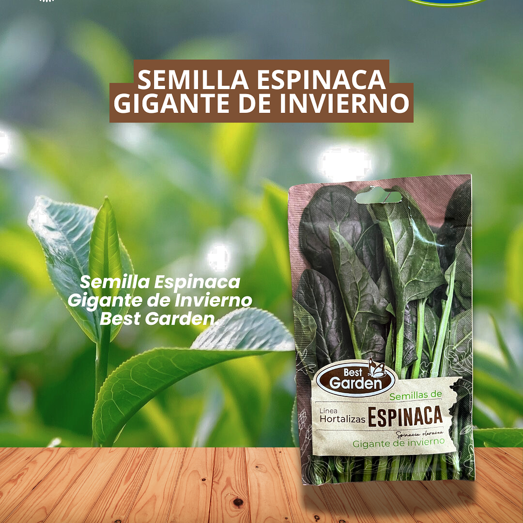 SEMILLA ESPINACA (GIGANTE DE INVIERNO)5 GRS /BEST GARDEN  1