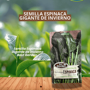 SEMILLA ESPINACA (GIGANTE DE INVIERNO)5 GRS /BEST GARDEN 