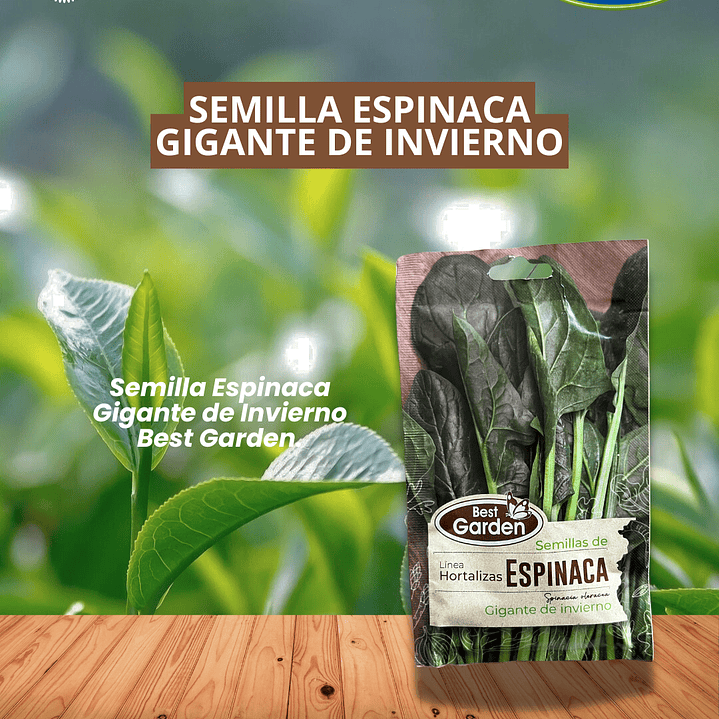 SEMILLA ESPINACA (GIGANTE DE INVIERNO)5 GRS /BEST GARDEN  1
