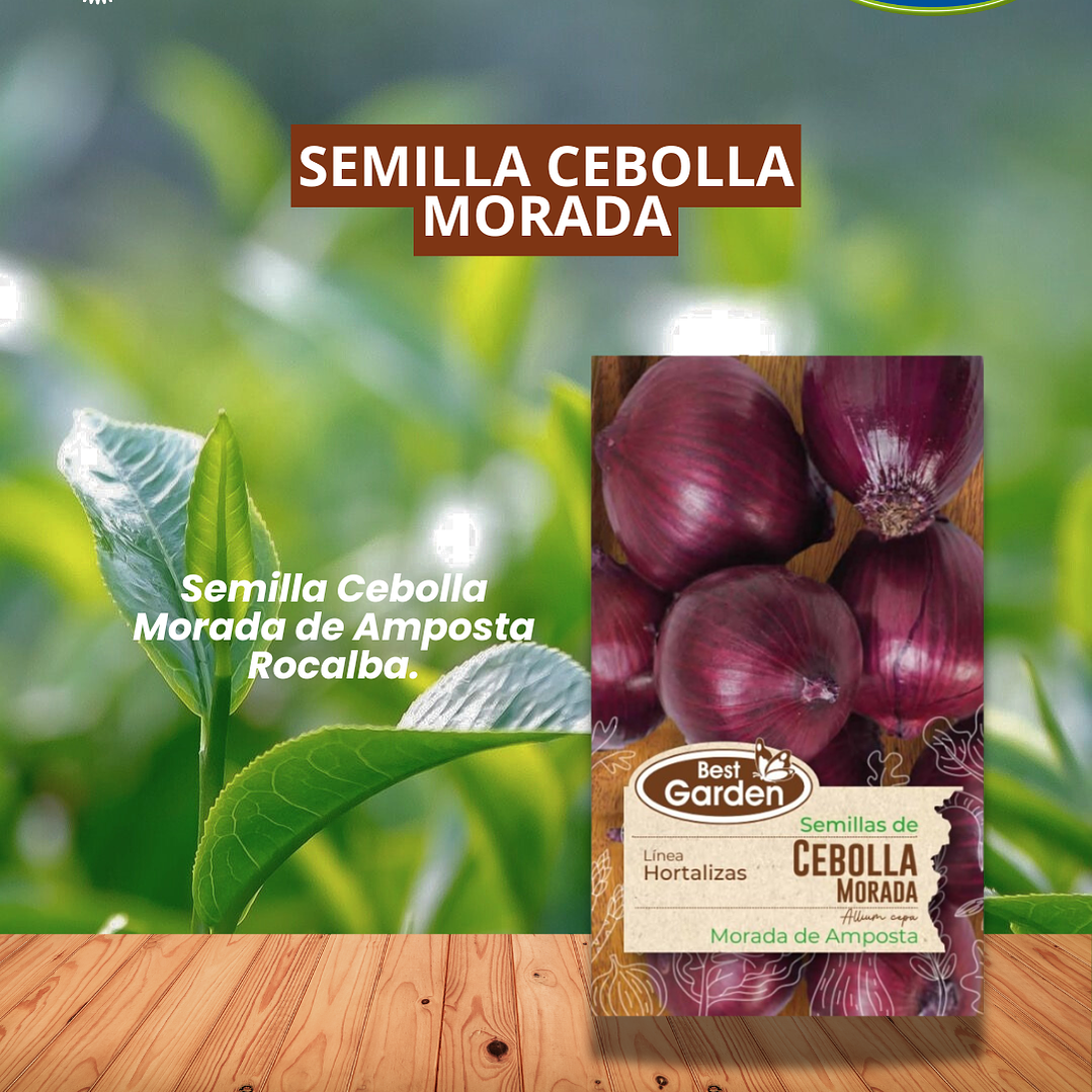 SEMILLA CEBOLLA MORADA 2 GRS/ BEST GARDEN  1