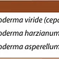 TRICO+3  / CONSORCIO BIOLOGICO DE TRICHODERMA 500gr - NUTRIFERT - Miniatura 5