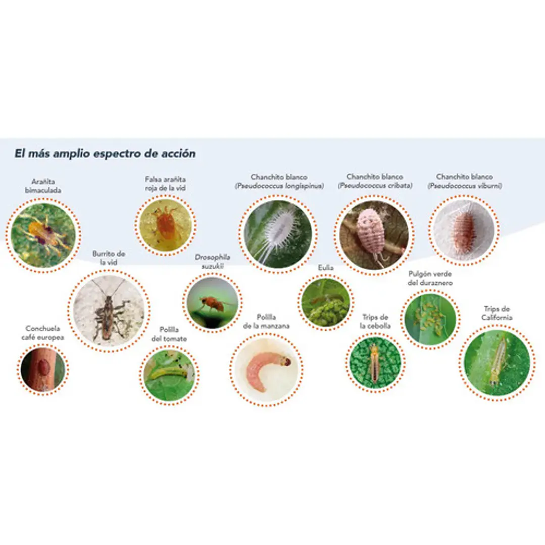 Insecticida Bifentrin 250cc 4