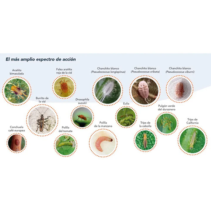 Insecticida Bifentrin 250cc 4