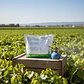 Fungicida Dagger Point Chile 1 K Botrytis Y Alternaria WP - Miniatura 4