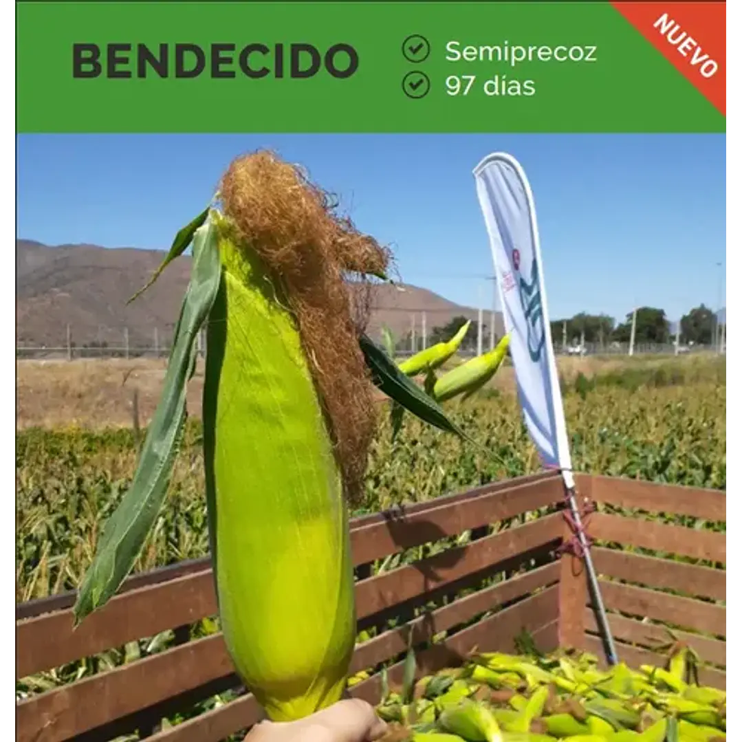 Semillas Corriente De Maíz Choclero Bendecido CIS 1 Kg 2