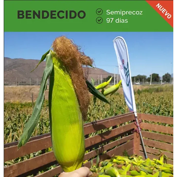 Semillas Corriente De Maíz Choclero Bendecido CIS 1 Kg 2