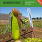 Semillas Corriente De Maíz Choclero Bendecido CIS 1 Kg - Miniatura 2