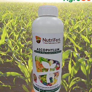 Nutrifert Alga Ascophyllum  1L