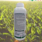 Nutrifert Alga Ascophyllum  1L - Miniatura 2
