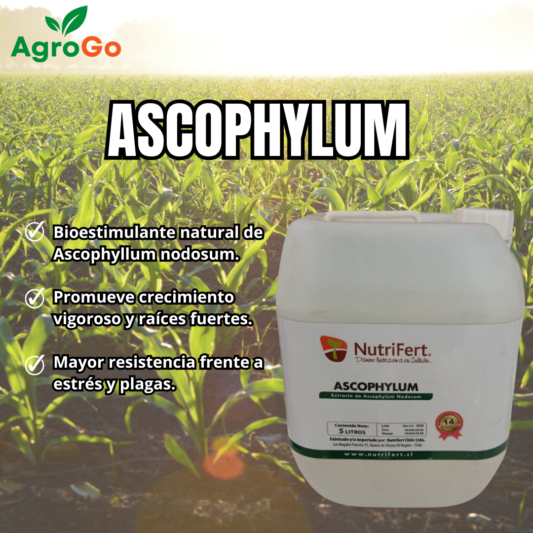 Nutrifert Ascophyllum 5L