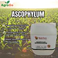 Nutrifert Ascophyllum  5L - Miniatura 1