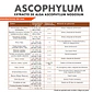 BIOESTIMULANTE ASCOPHYLUM 20 LITROS NUTRIFERT  - Miniatura 3