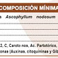 BIOESTIMULANTE ASCOPHYLUM 20 LITROS NUTRIFERT  - Miniatura 2