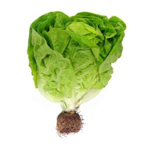 Lechuga Hidropónica Unidad