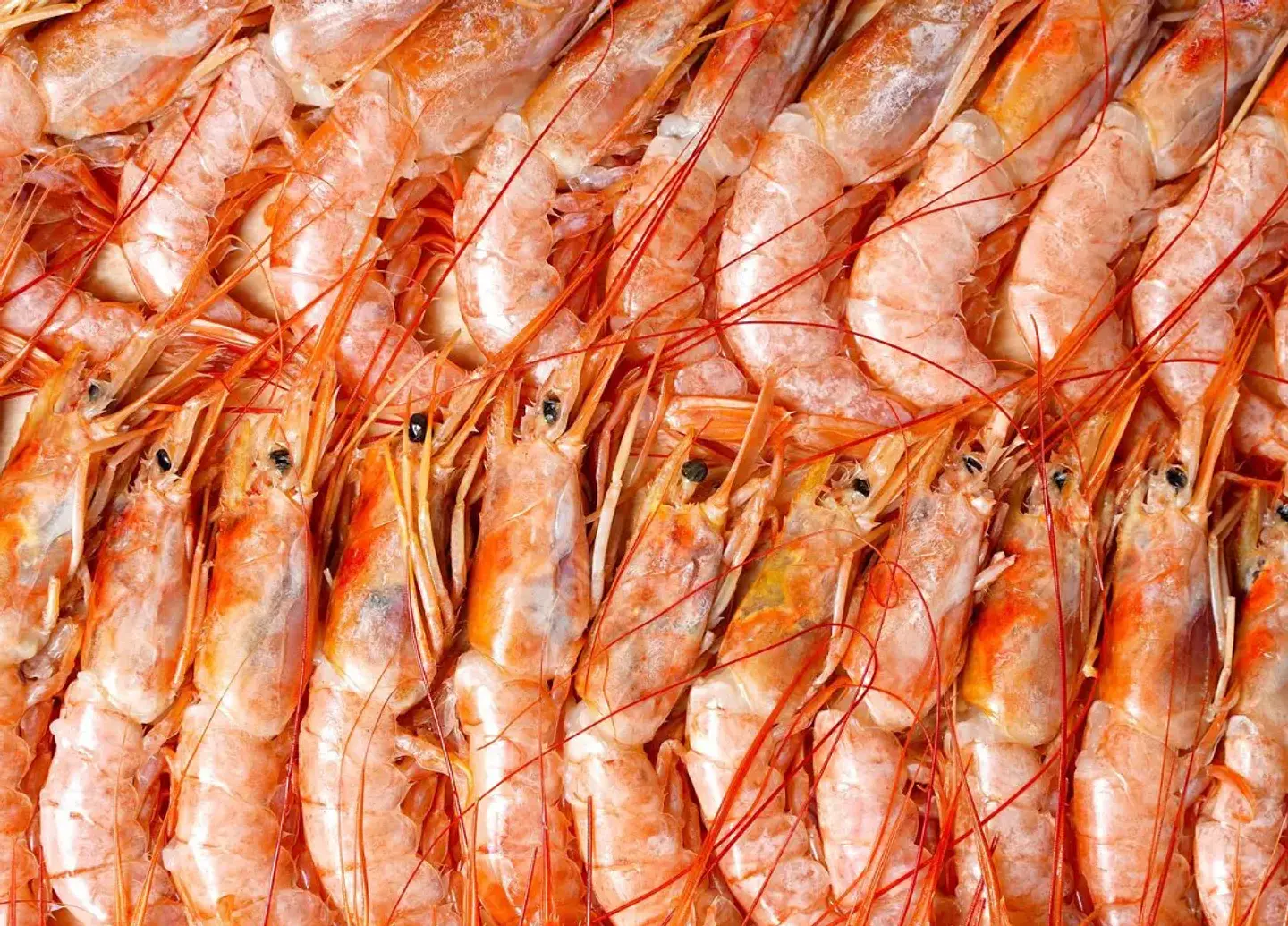 LANGOSTINO PATAGÓNICO ARGENTINO ENTERO CAJA  1