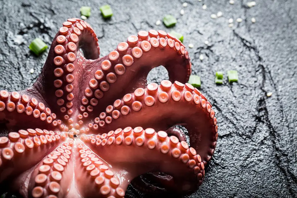 Pulpo del Norte Cocido 1 kg 1