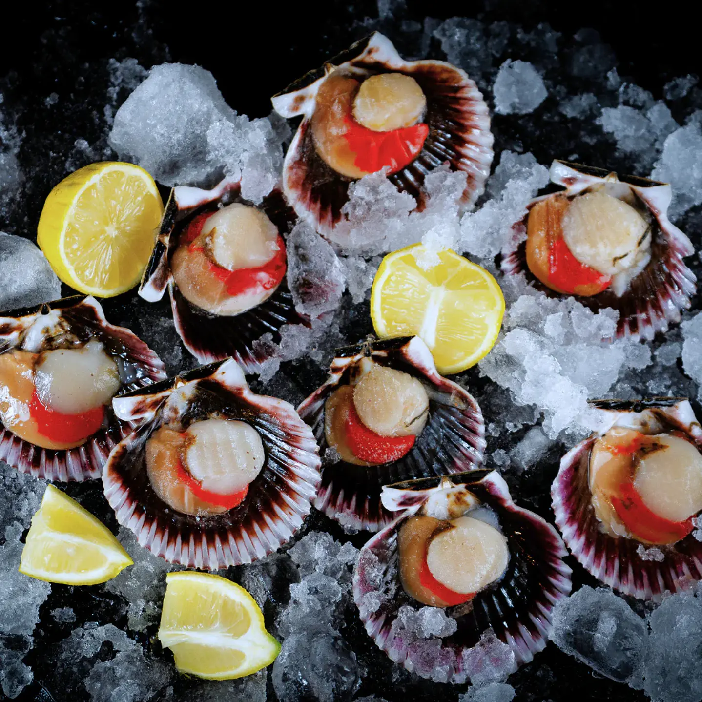 OSTION MEDIA CONCHA KG 1