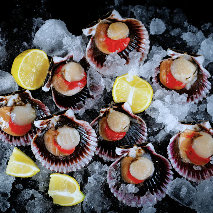 OSTION MEDIA CONCHA KG 1