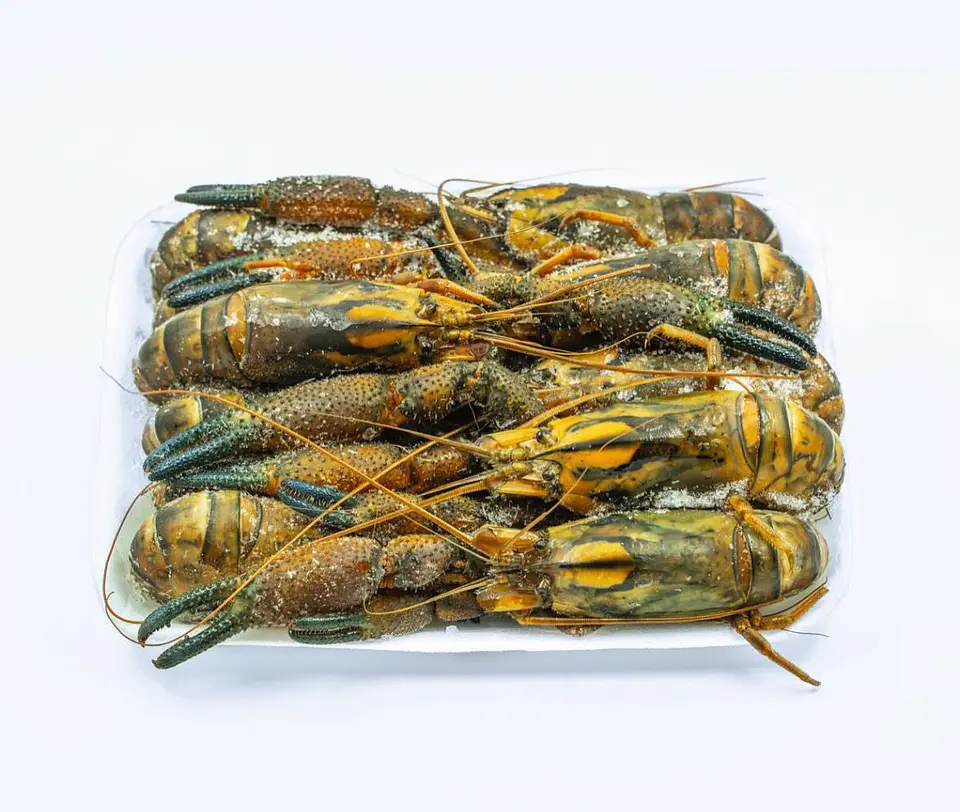 CAMARÓN DE RÍO KG 2