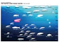 MEGABASS MARINEGANG COOKAI 140 F (25G) - Miniatura 4