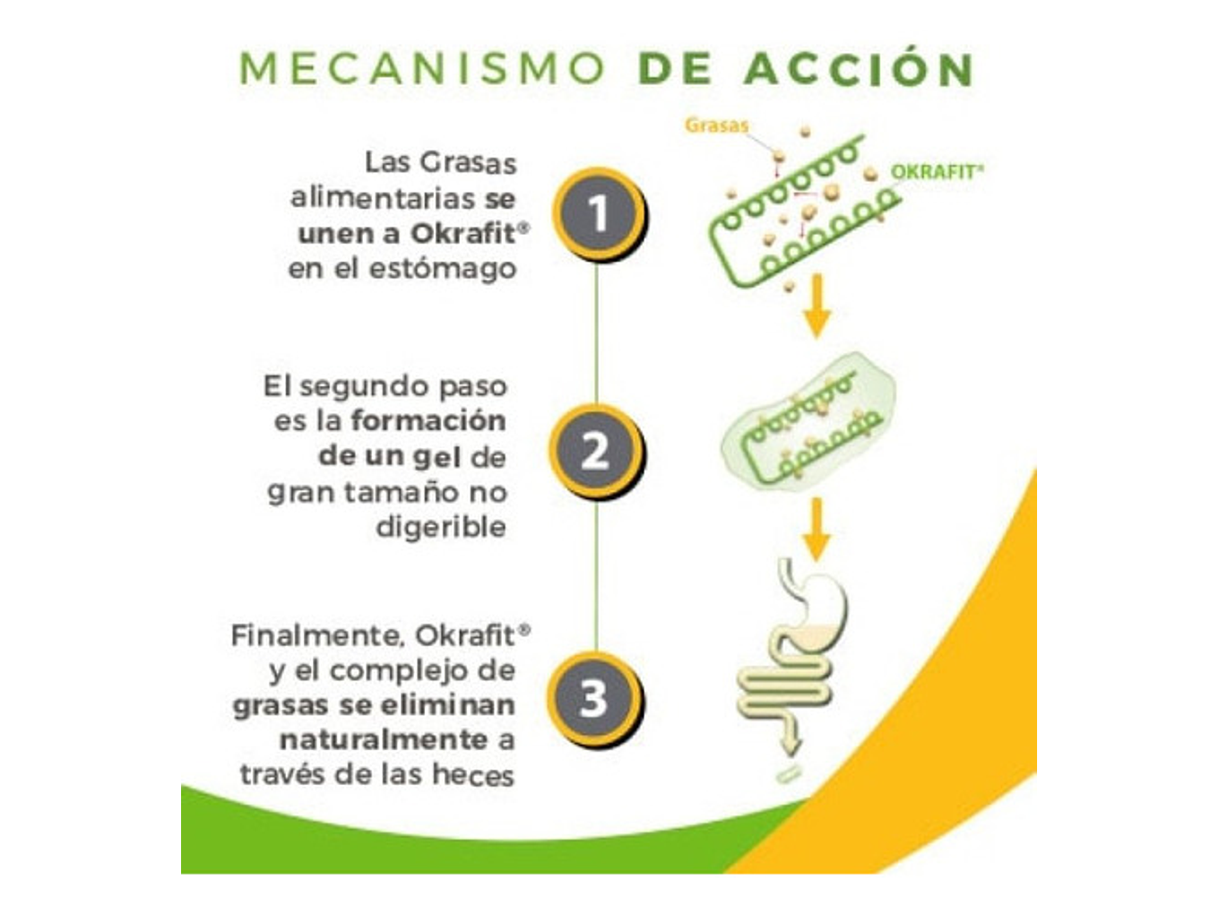 Quemador De Grasa Okrafit Microbiota Probiotix Atrapa Grasas Sabor 120 Cápsulas 8