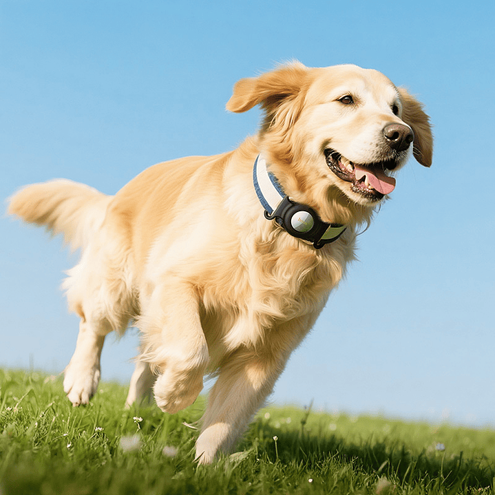 Tag Hoco E91C Tiger collar mascota Blanco 6