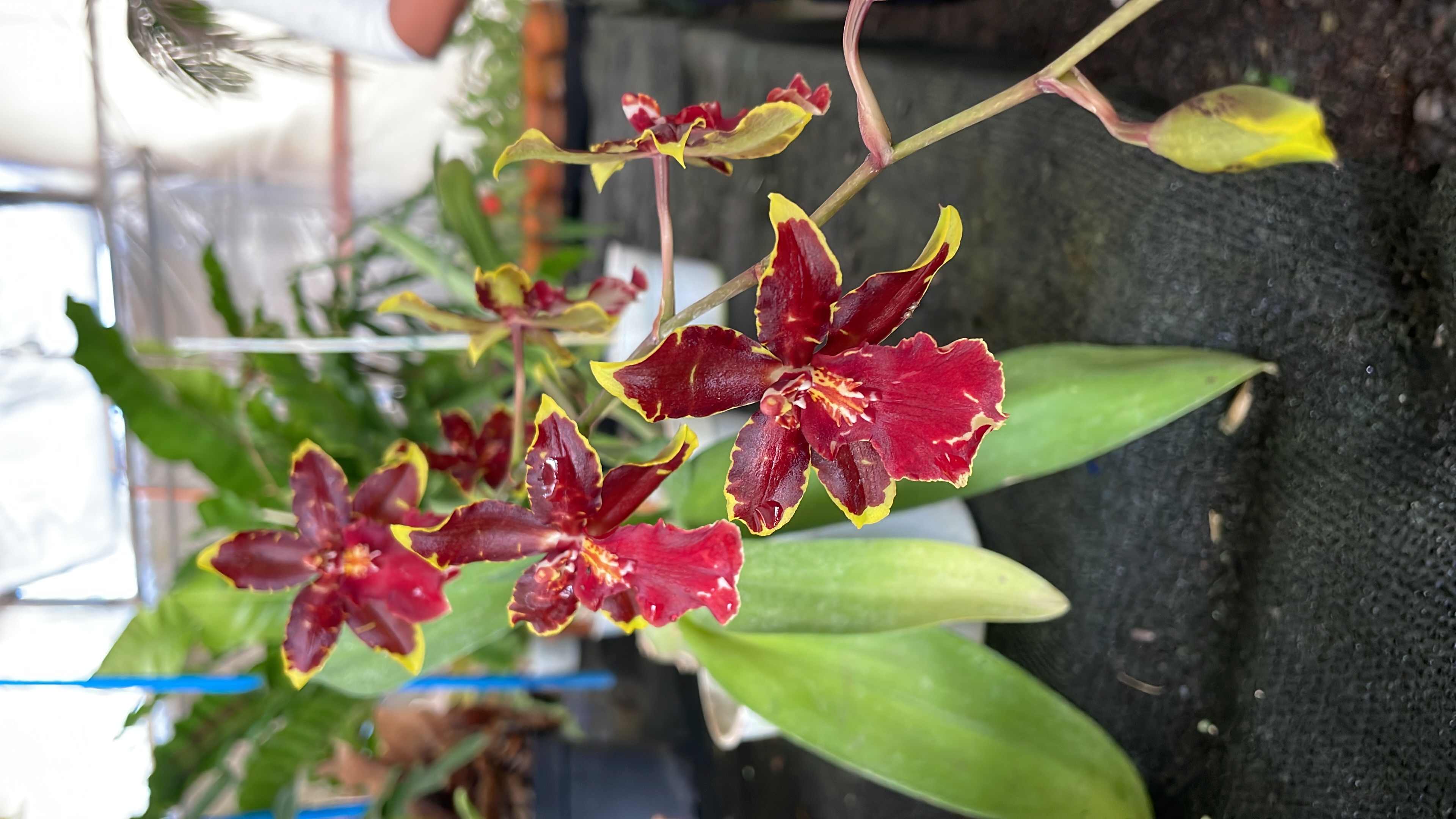 Plantas de coleccion