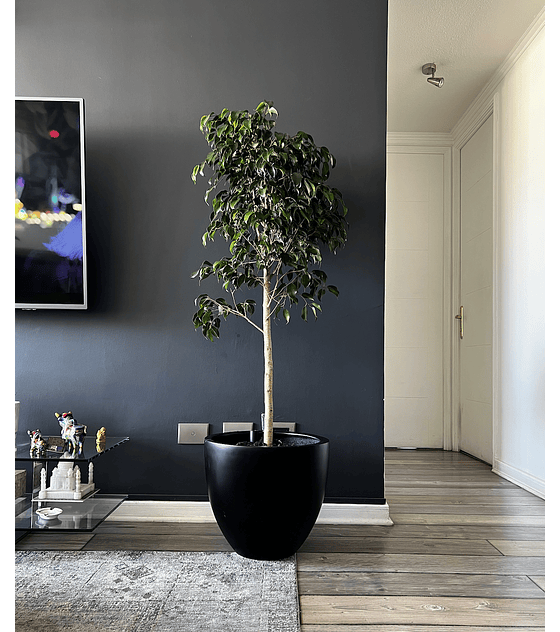 Ficus Danielle XL