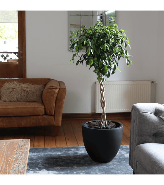 Ficus Trenzado XL