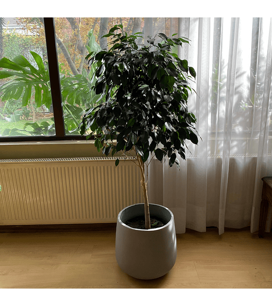 Ficus Danielle XL