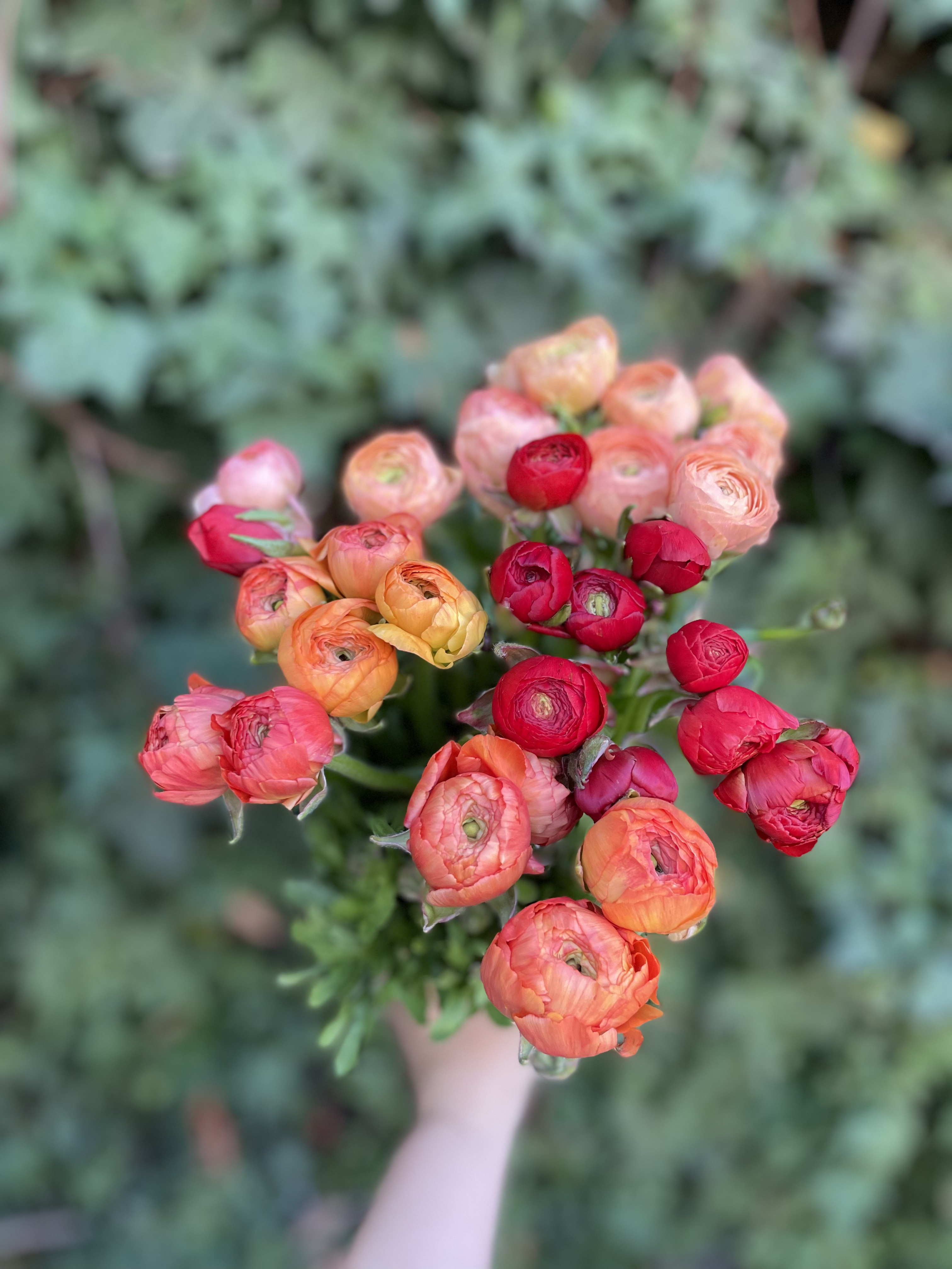 Ramo Surtido de Ranúnculos Fuccias – Flores Frescas y Coloridas a Domicilio
