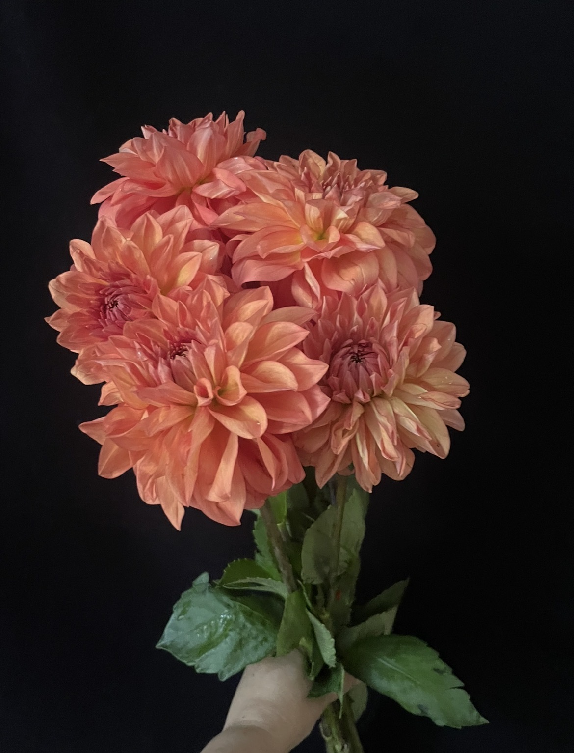 Ramo de Dalias