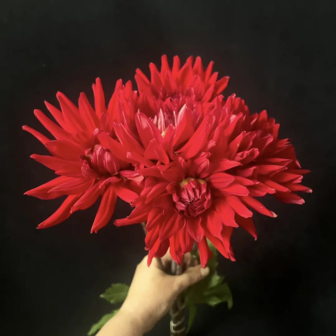 Ramo de Dalias 2