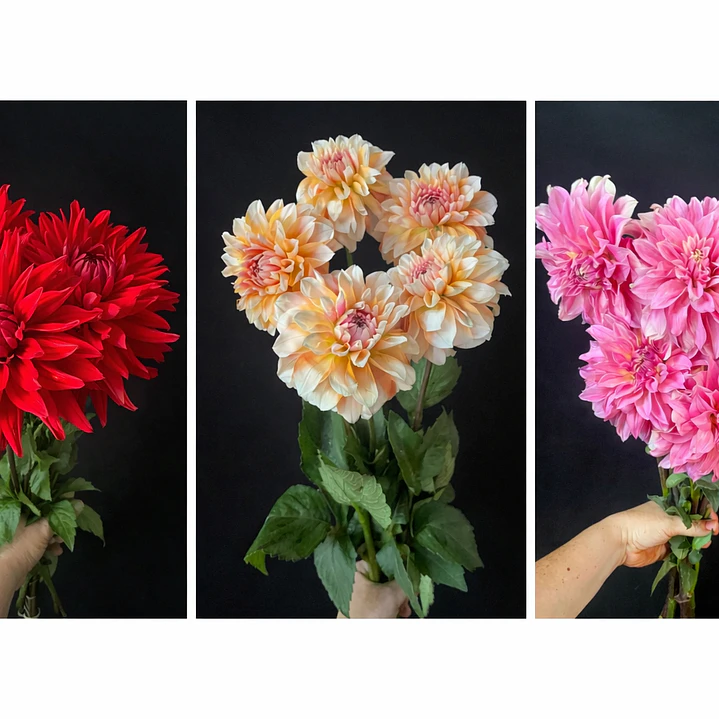 Ramo de Dalias 6
