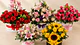 Cajas Florales