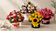 Cajas Florales