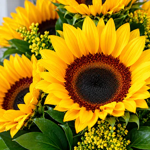 Caja con Girasoles
