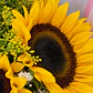 Bouquet Girasoles x3 - Miniatura 2