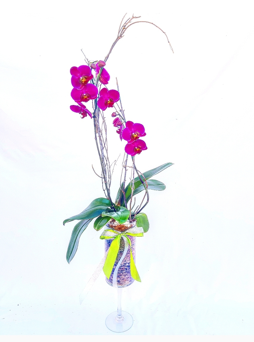 Copon decorativo con planta de orquidea phalaenopsis 