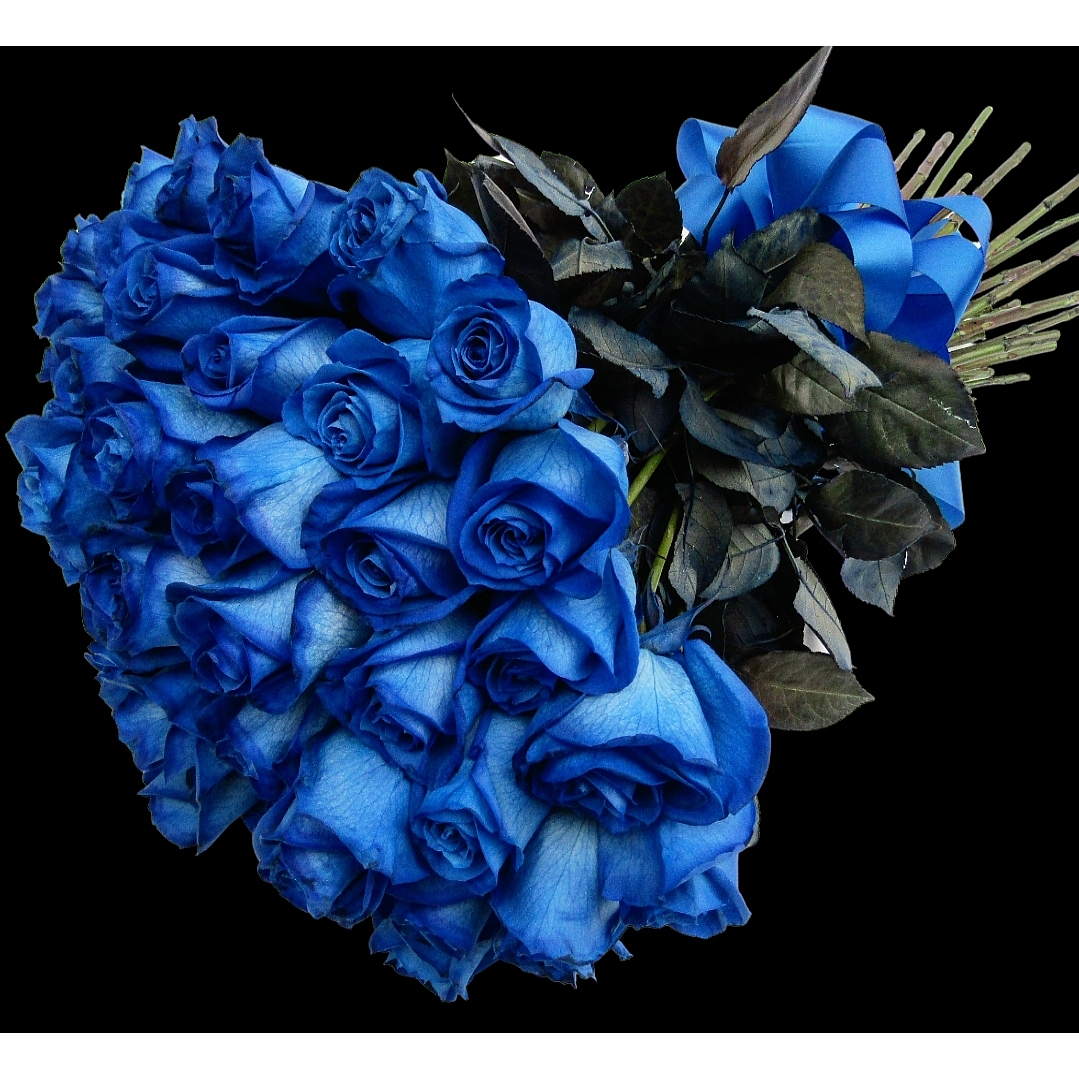 Lovely blue rose 1