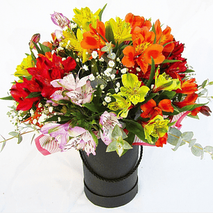 Box negro de Alstroemerias Importadas