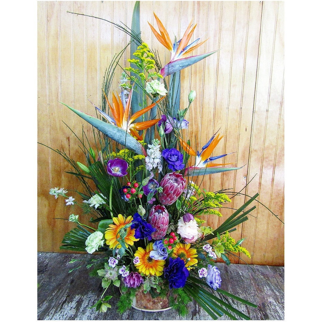 Aves del paraíso  1