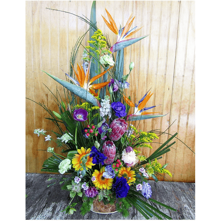 Aves del paraíso  1