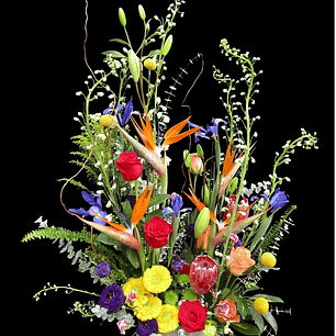 Vegetativo de Strelitzias y proteas