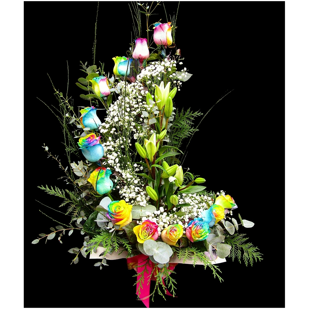 Caracola alegria dreams 1