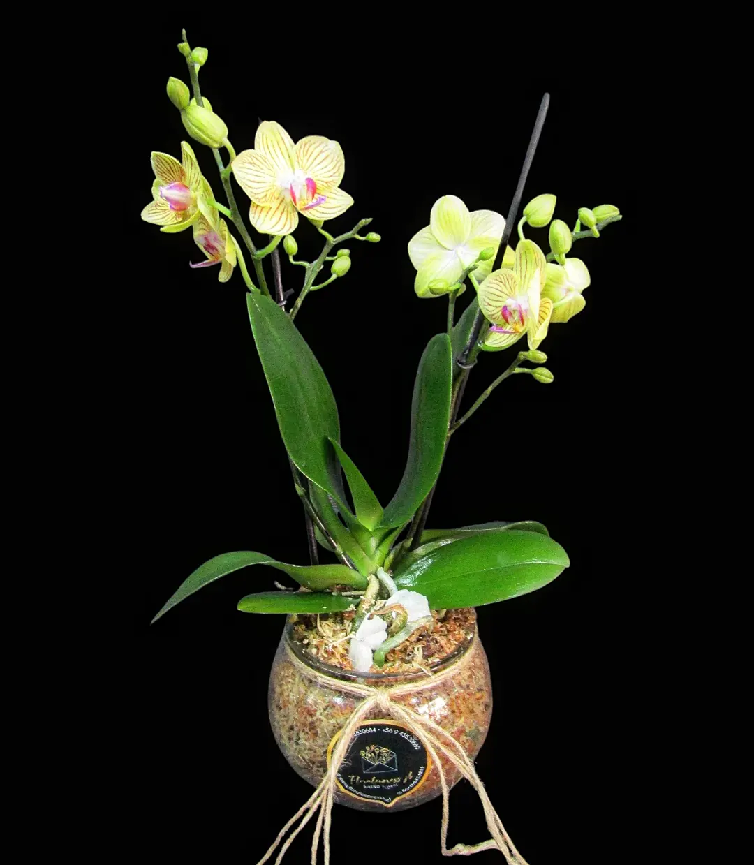 Mini orquídea Phalaenopsis